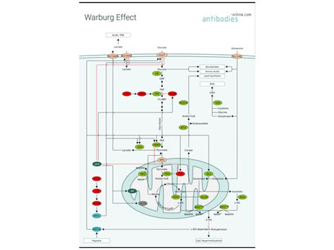 Pathways L Effet Warburg Anticorps Enligne Fr