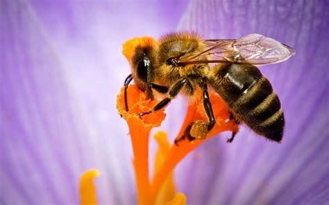 Fondos De Pantalla Abeja Flor Pistilo X Hd Imagen