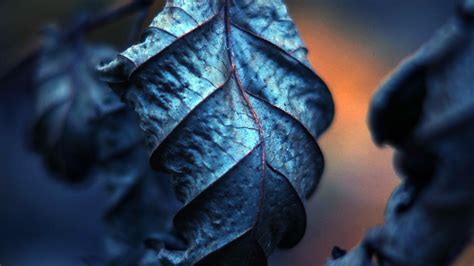 Wallpaper Leaves Black Nature Blue Light Color Darkness