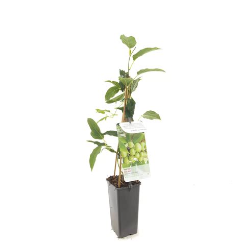 Kiwiplant Actinidia Arguta Issai Zelfbestuivende Mini Kiwi Top