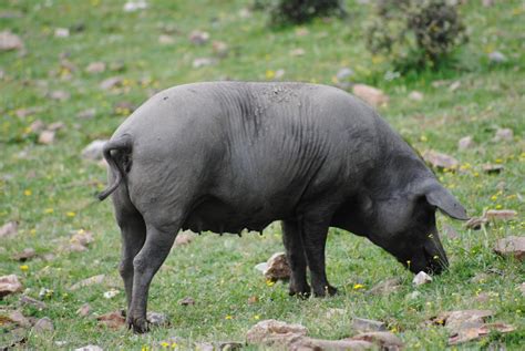 La Naturaleza En Extremadura El Cerdo Ibérico