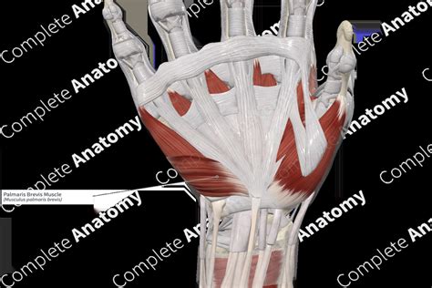 Palmaris Brevis Muscle Complete Anatomy