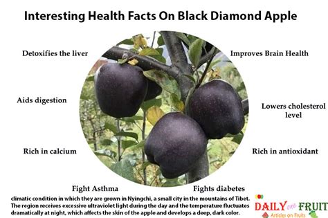 Interesting Health Facts On Black Diamond Apple - dailyonefruit