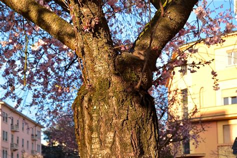 Ciliegio Giapponese Prunus Serrulata Alberi Per La Citt