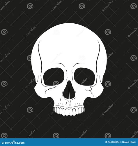 Black And White Human Skull Without A Lower Jaw Vector Stock Vector