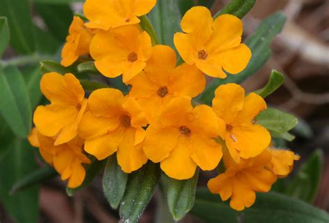 Hoary Puccoon Flora And Fauna Of North Carolina · Inaturalist