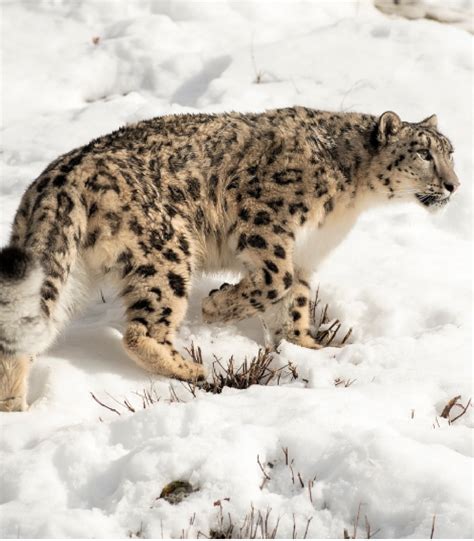 Snow Leopard Trekking in Ladakh | Book Your Package Online