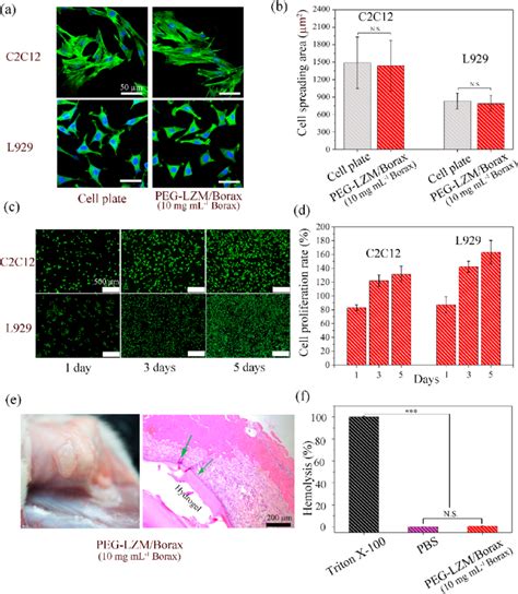 Cell Affinity And Biocompatibility Of PEG LZM Borax Hydrogels A Cell