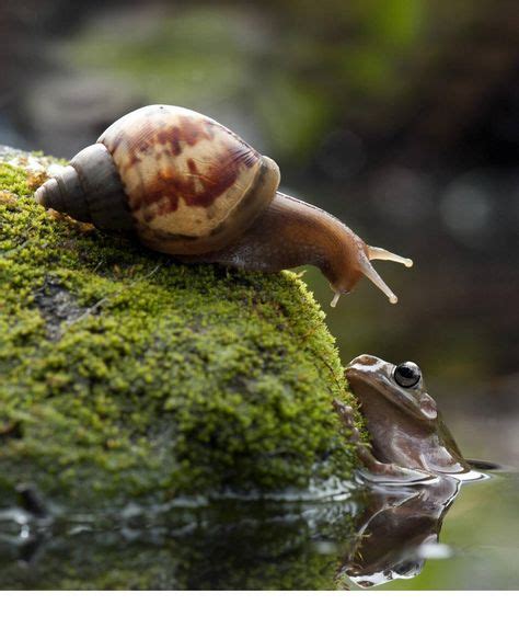Top 10 pond snails ideas and inspiration