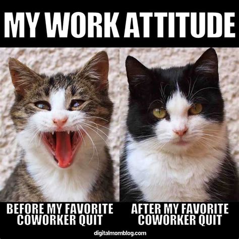 Two Cats With Their Mouths Open And The Caption Says My Work Attitude