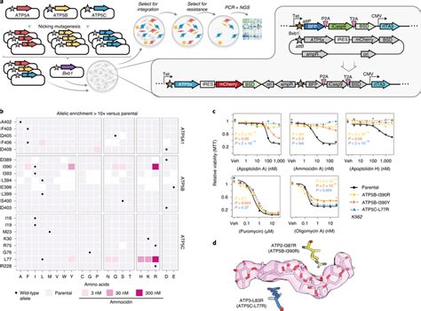 Deep Mutational Scanning And Crisprcas9 Directed Editing Of