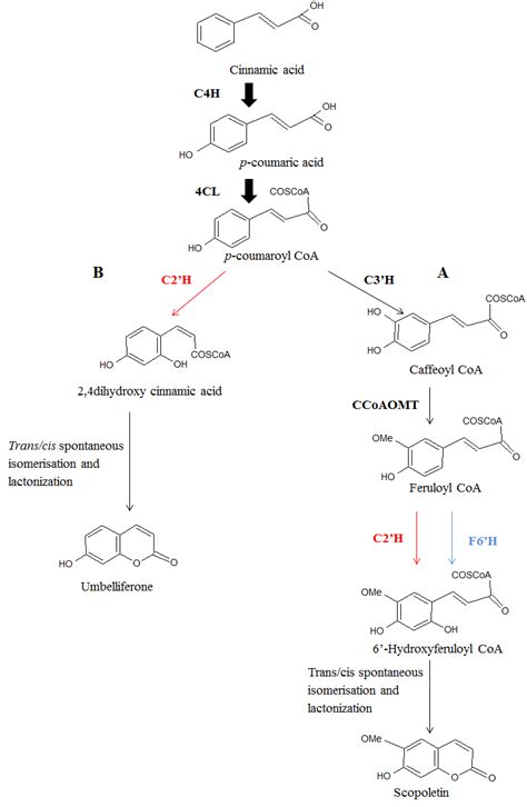 Biosynthetic Pathway Of Coumarins In Higher Plants A Biosynthetic Download Scientific