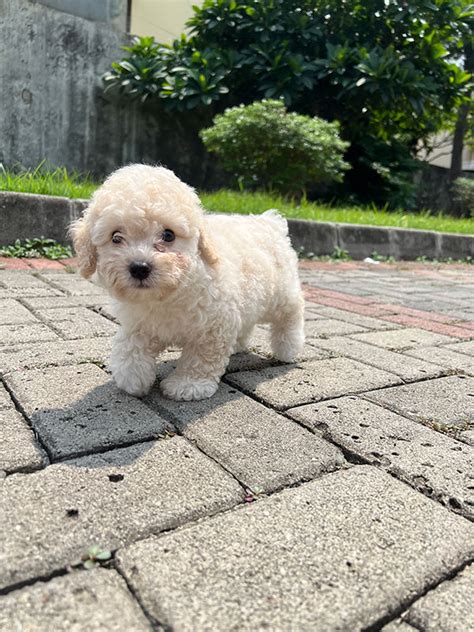 For Sale Puppy Toy Poodle Rare Color Anjing Poodle Anjingkitacom