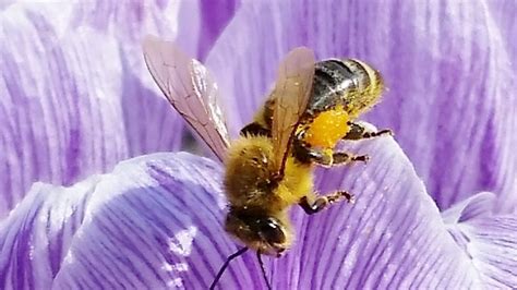 Supporting Pollinators Tips For A Bee Friendly Garden Northeast