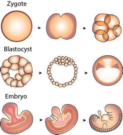 Zygote Formation | Overview & Process - Video & Lesson Transcript ...