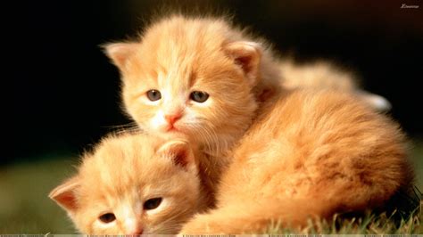 Brown Cats Wallpapers - Wallpaper Cave