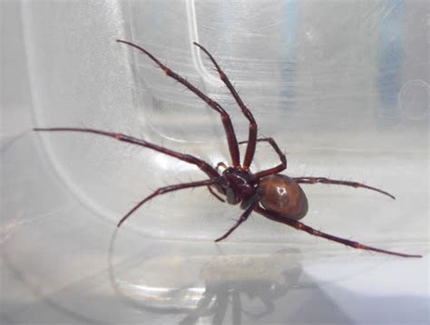 False Black Widow Spider Infestation Closes Two London Schools