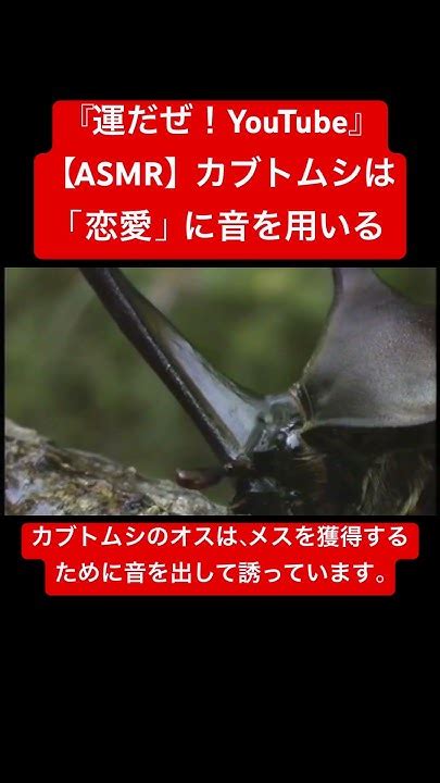 【asmr】カブトムシは「恋愛」に音を用いる Insects 虫の音 Sound 仮面ライダー Yt 虫の声 Sdgs 虫の