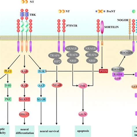 General NT TRK Signaling Pathways Upon Respective Ligand Binding TRK