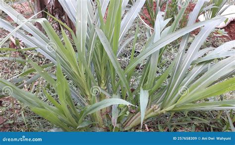 Elephant Grass In The Garden Stock Image Image Of Shrub Flower