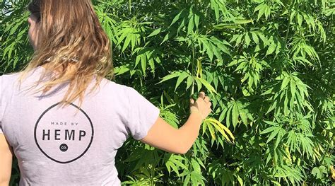 Hemp Sustainability And Its Impact On The Environment Made By Hemp