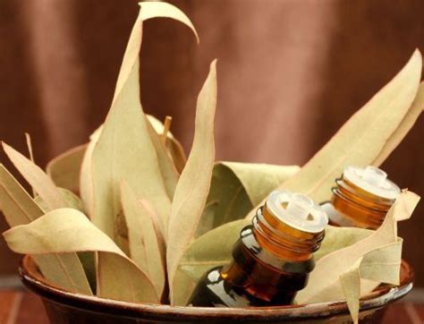 Health Benefits Of Eucalyptus Essential Oil Organic Health Essential