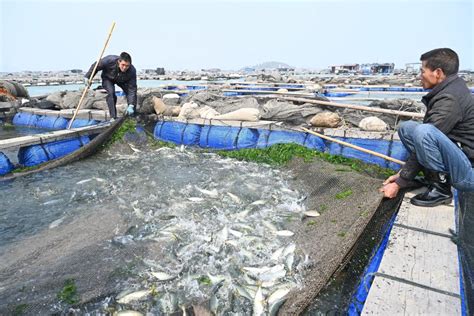 福建东山：“一条鱼”兴起一个富民产业 新华网