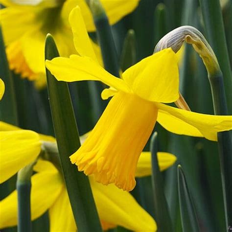 Cyclamineus Jonquilles Et Narcisses Acheter Bulbes Directement De