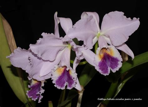 Cattleya Labiata Coerulea Cattleya Gardening Care Plants Flowers