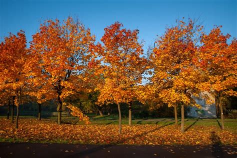 Mehrfarbige Bäume Und Büsche Im Herbstpark Stockbild Bild Von Leuchte