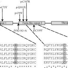 Schematic Illustration Of The R Spondin Rspo Structure With