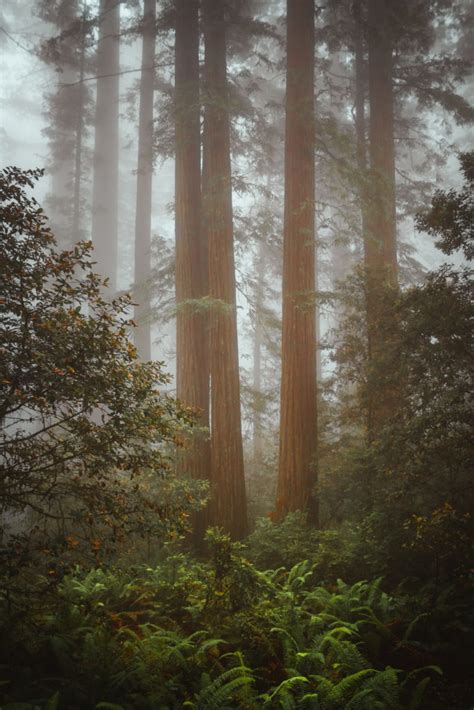 A Hazy Hike in the Lady Bird Johnson Grove of Redwoods - The Break of Dawns