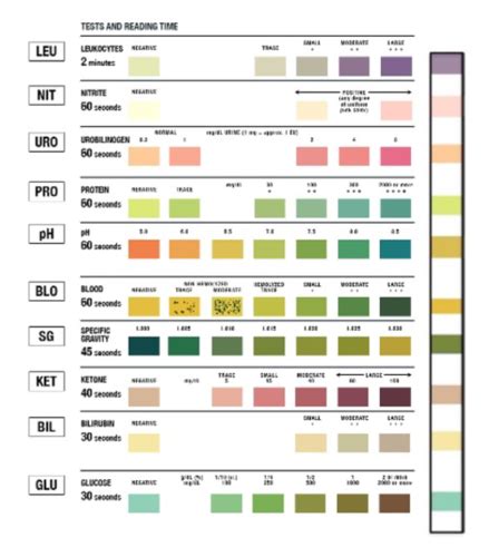 Urinalysis Flashcards Quizlet