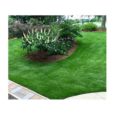 Zoysia Grass Seeds Zoysia Emerald Grass 1 8 Lb