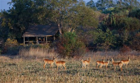 Ntemwa Busanga Camp Kafue National Park Zambia