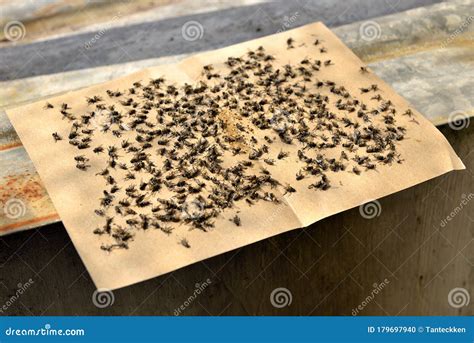 Flies Caught on Sticky Fly Paper Traps. Stock Photo - Image of brown, dead: 179697940