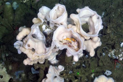 Glass Sponge