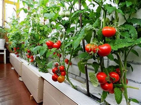 Plantation Tomates Cerises Balcon Up Forever