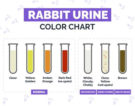 Rabbit Urine Color Guide Vet Approved Causes Recommendations Hepper