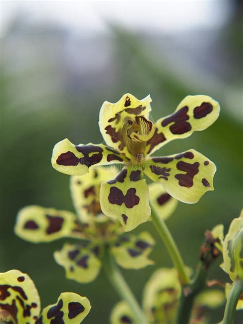 Grammatophyllum Scriptum or Anggrek Macan Stock Image - Image of ...