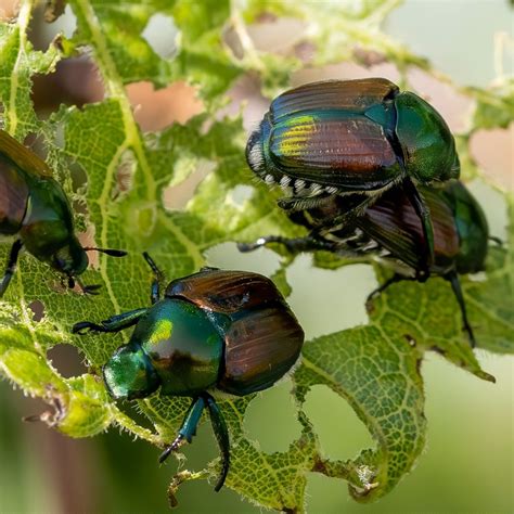 How To Stop Japanese Beetles 3 Secrets To Get Rid Of Beetles