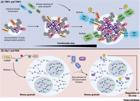 Kinase Regulation By Liquidliquid Phase Separation Trends In Cell Biology