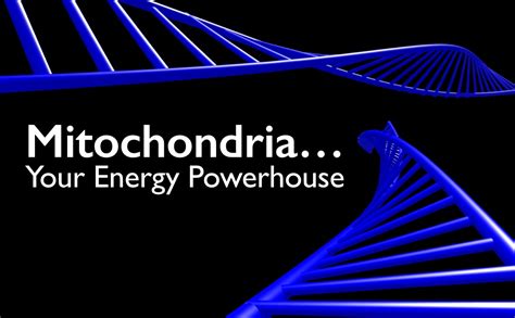 Mitochondria - the energy powerhouse