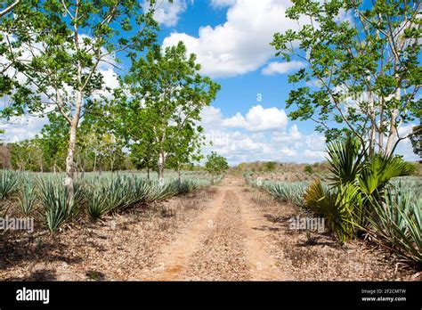 Blue agave plantation in Mexico Stock Photo - Alamy