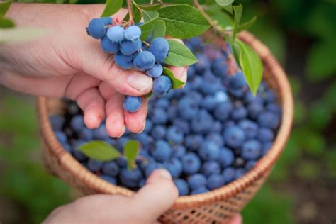 The Incredible Health Benefits Of Blueberries Health Detox Vitamins