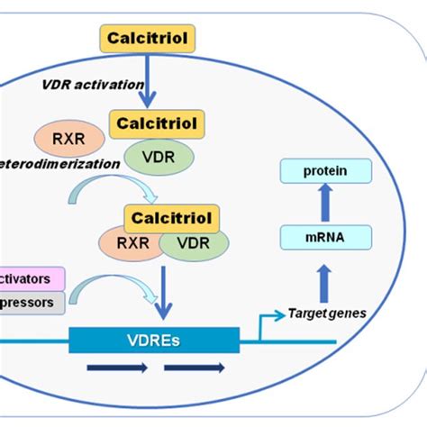 Vitamin D Receptor Vdr Action At Target Cells Intracellular