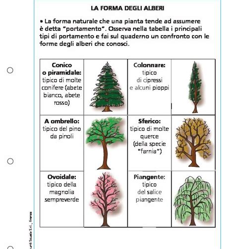 La Forma Degli Alberi Giunti Scuola