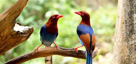 Sri Lanka Bird watching Tours | Bird watching Tours Sri Lanka | Bird ...