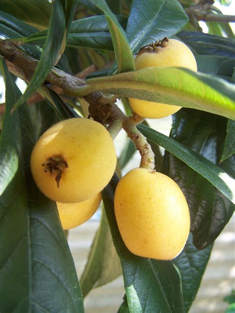 loquat fruit - my new favorite! | Fruit, Spring garden, Seeds