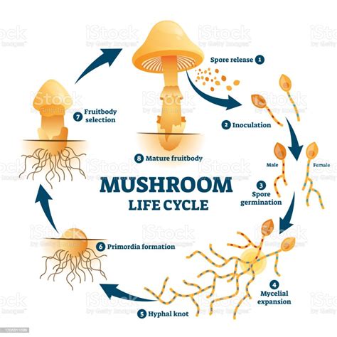 Diagram Tahapan Siklus Hidup Anatomi Jamur Ilustrasi Stok Unduh